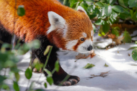 �1762601 �������(a): ����������:2048x1365